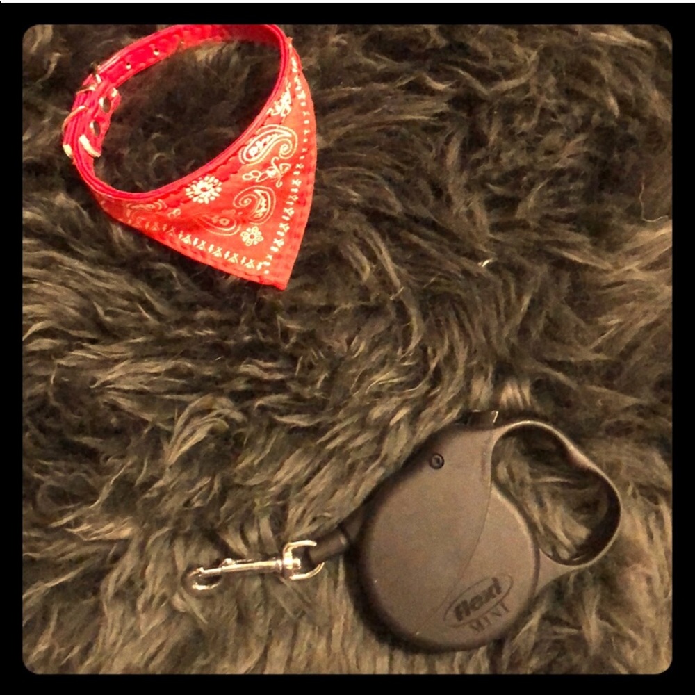 XS puppy collar and leash